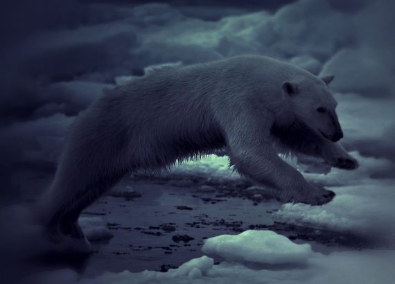 La notte polare, un orso bianco alle Isole Svalbard