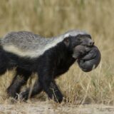 Ratele - Photo Derek Keats