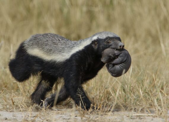Ratele - Photo Derek Keats