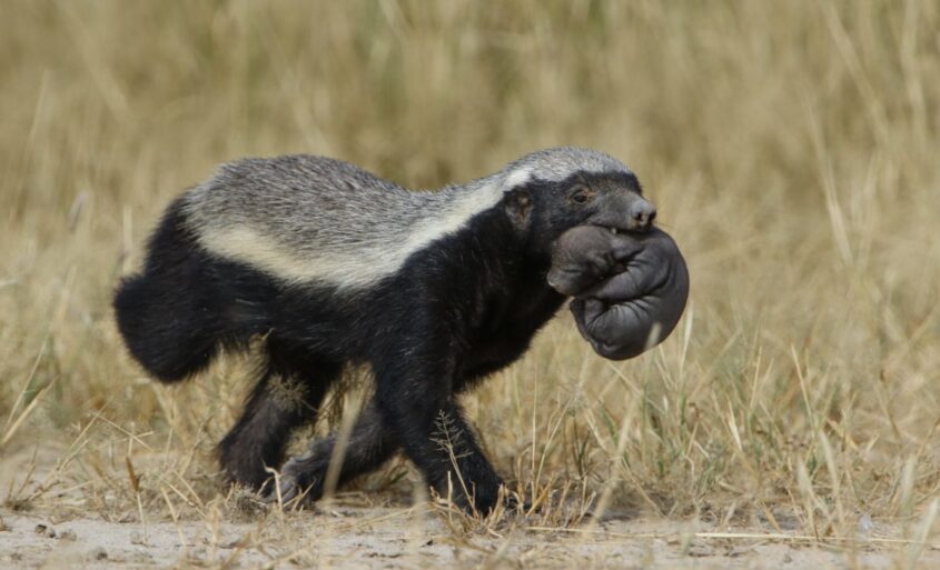 Ecco il Ratele, l’animale più incazzoso del globo